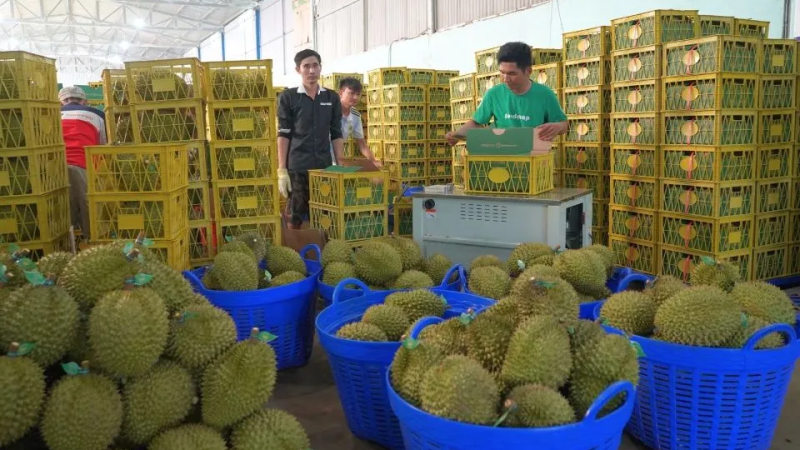 Xuất khẩu sầu ri&ecirc;ng sang Trung Quốc tăng gần 400%