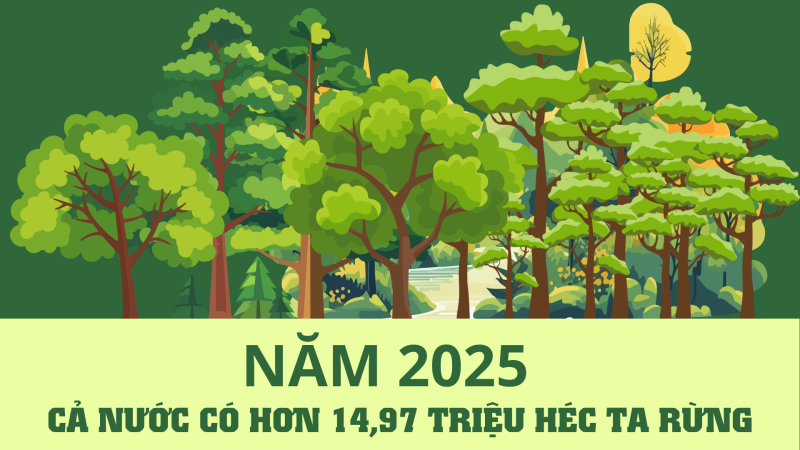 Năm 2025, cả nước c&oacute; hơn 14,97 triệu h&eacute;c ta rừng