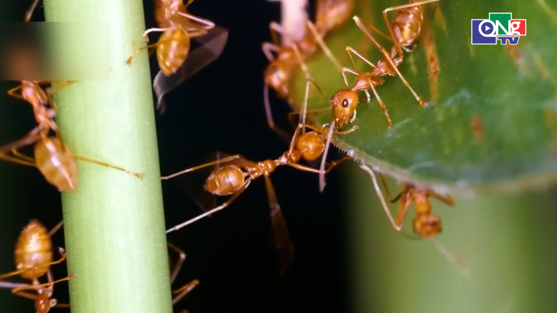 H&eacute; lộ tr&iacute; tuệ tập thể đ&aacute;ng kinh ngạc của lo&agrave;i kiến