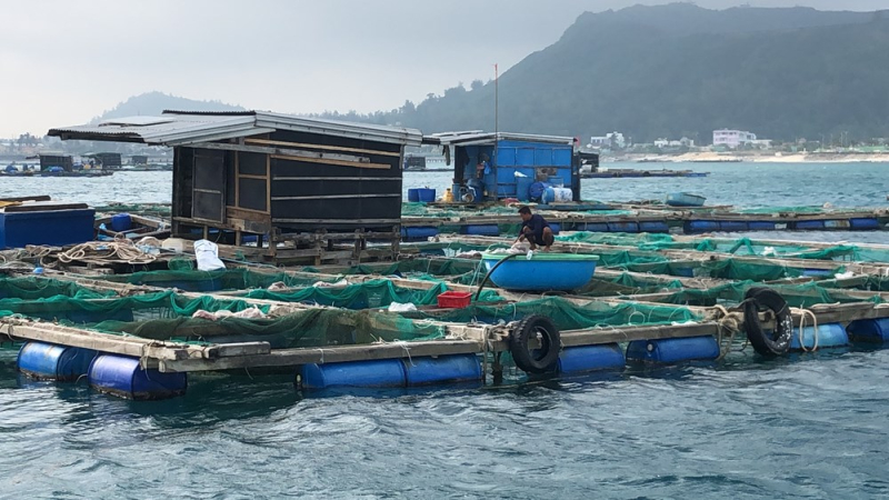 C&aacute; bớp chết h&agrave;ng loạt, n&ocirc;ng d&acirc;n L&yacute; Sơn thiệt hại h&agrave;ng chục tỉ đồng 