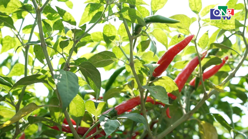 Gi&aacute; ớt giảm hơn chục lần