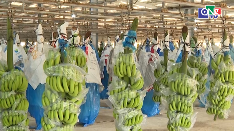 Đẩy mạnh kinh tế xanh v&agrave; chuyển đổi số 