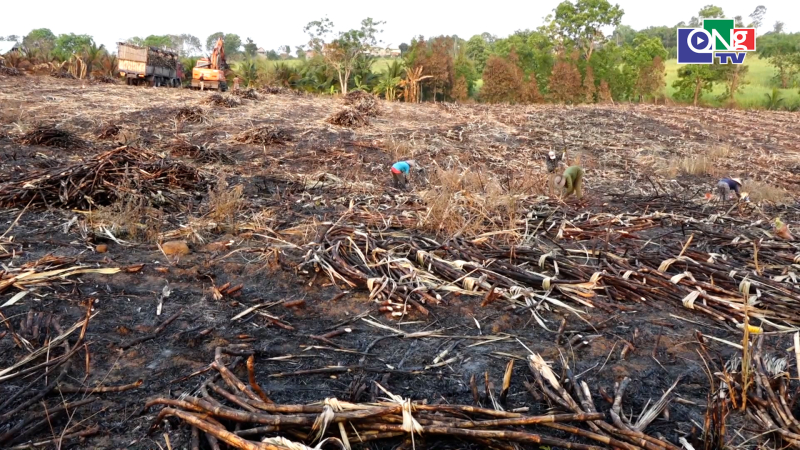 Nắng n&oacute;ng l&agrave;m ch&aacute;y h&agrave;ng trăm hecta m&iacute;a của n&ocirc;ng d&acirc;n
