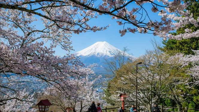 Hoa anh đ&agrave;o nở rộ tại n&uacute;i Ph&uacute; Sỹ, Nhật Bản