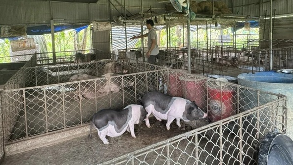 Tăng cường ph&ograve;ng, chống dịch tả heo ch&acirc;u Phi 