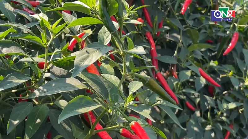 Gi&aacute; ớt giảm s&acirc;u, n&ocirc;ng d&acirc;n thu kh&ocirc;ng đủ b&ugrave; chi
