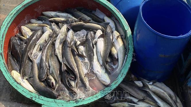 C&aacute; bớp chết h&agrave;ng loạt ở L&yacute; Sơn: Bước đầu x&aacute;c định do vi khuẩn v&agrave; thiếu oxy