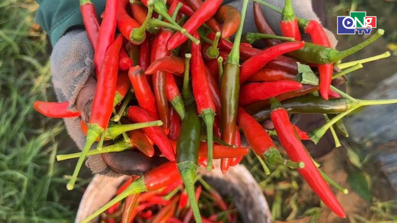 K&ecirc;u gọi hỗ trợ ti&ecirc;u thụ ớt cho n&ocirc;ng d&acirc;n