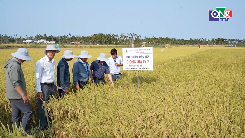 Hội thảo đầu bờ giống l&uacute;a PY2