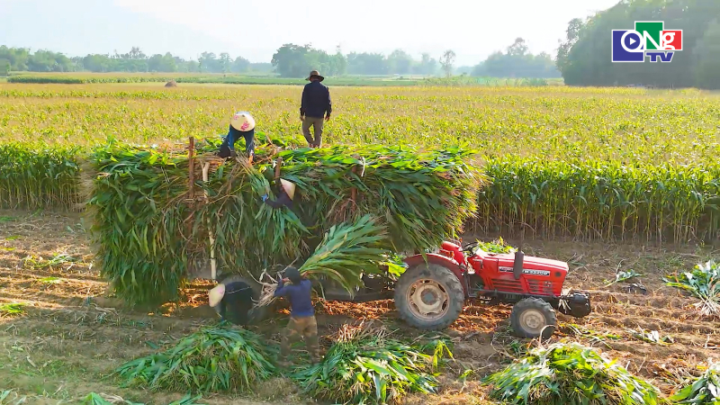 Giải ph&aacute;p dinh dưỡng cho c&acirc;u trồng cạn trong m&ugrave;a nắng n&oacute;ng cực đoan 
