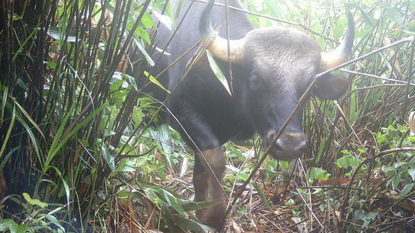 Loạt ảnh &ldquo;chụp l&eacute;n&rdquo; ghi nhận nhiều động vật qu&yacute; hiếm ở rừng Quảng Ng&atilde;i