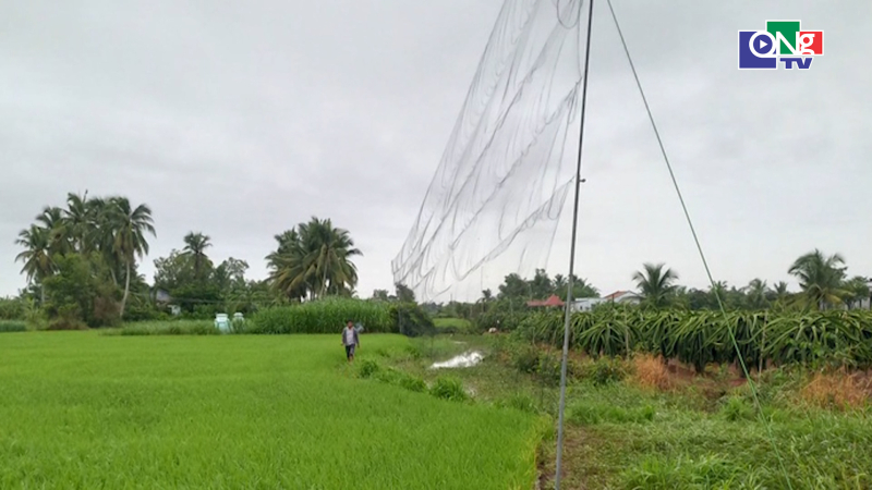 Ngăn chặn t&igrave;nh trạng tận diệt chim yến