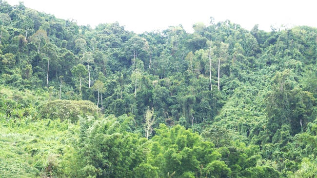 Quảng Ng&atilde;i xin chủ trương tham gia dự &aacute;n ODA của Ch&iacute;nh phủ Đức về bảo tồn hệ sinh th&aacute;i rừng