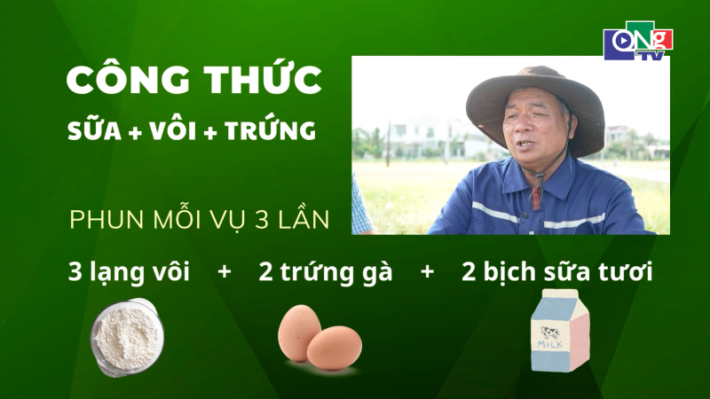 N&ocirc;ng d&acirc;n x&atilde; Sơn Tịnh d&ugrave;ng v&ocirc;i sữa trứng để trồng l&uacute;a sạch