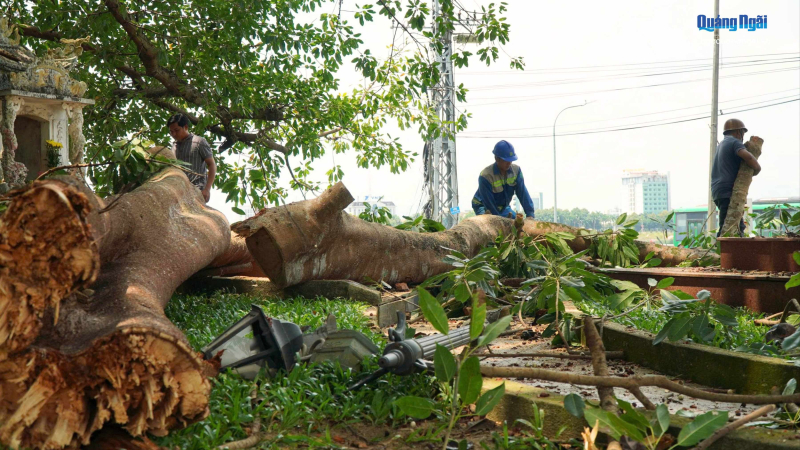 Nh&aacute;nh c&acirc;y đa di sản g&atilde;y đổ, nhiều người hoảng hốt