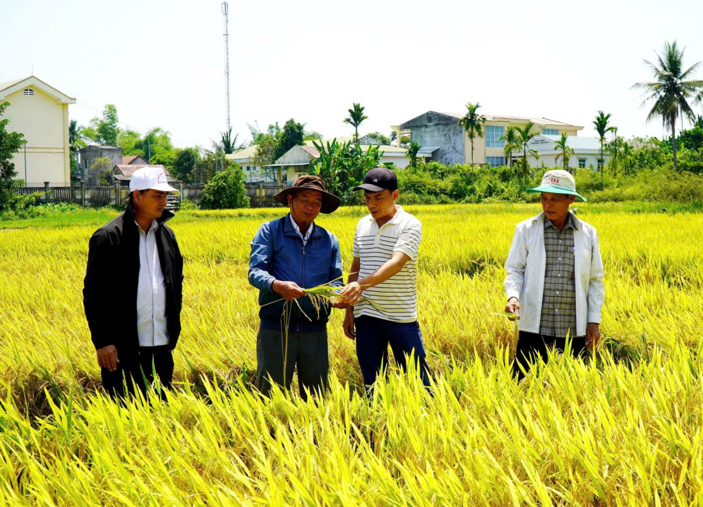 Hội viên Tổ hội nông dân nghề nghiệp mô hình sản xuất cung cấp lúa gạo sạch xã Sơn Tịnh kiểm tra chất lượng lúa trong giai đoạn thu hoạch.