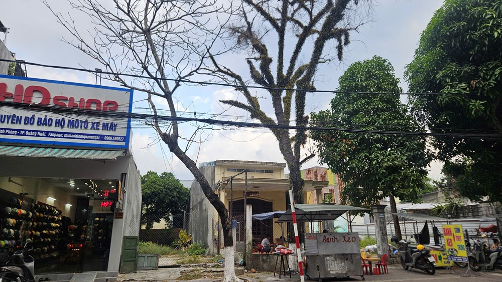 Cây bàng tại khu vực đường Phan Đình Phùng xuất hiện dấu hiệu bị khoan lỗ và suy yếu sinh trưởng.