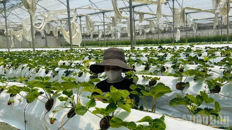 Dâu tây cùng nhiều sản phẩm nông nghiệp công nghệ cao xã Măng Đen dần khẳng định thương hiệu trên thị trường.