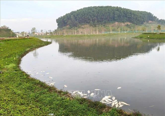Cá chết nổi trắng tại Hồ sinh thái Khu dân cư 577.