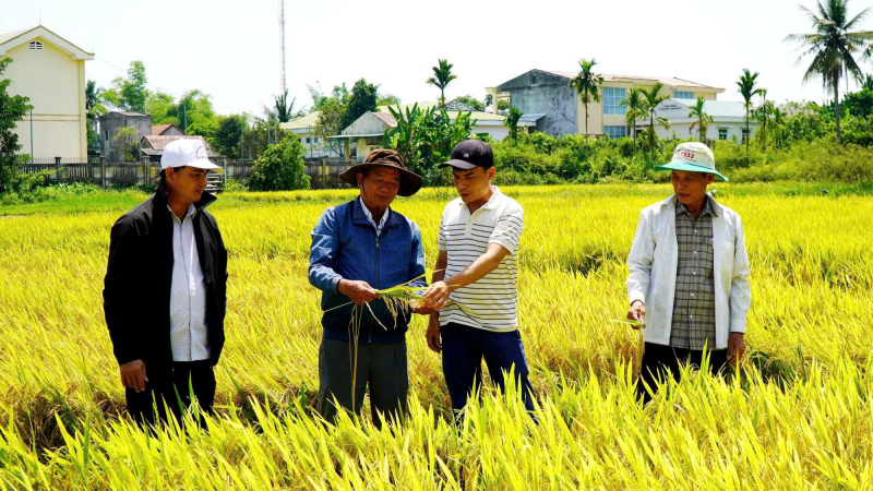 Ph&aacute;t huy hiệu quả m&ocirc; h&igrave;nh l&uacute;a gạo sạch theo chuỗi li&ecirc;n kết 