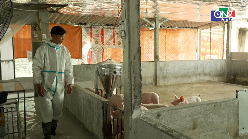 Nu&ocirc;i heo kh&ocirc;ng tiếp x&uacute;c