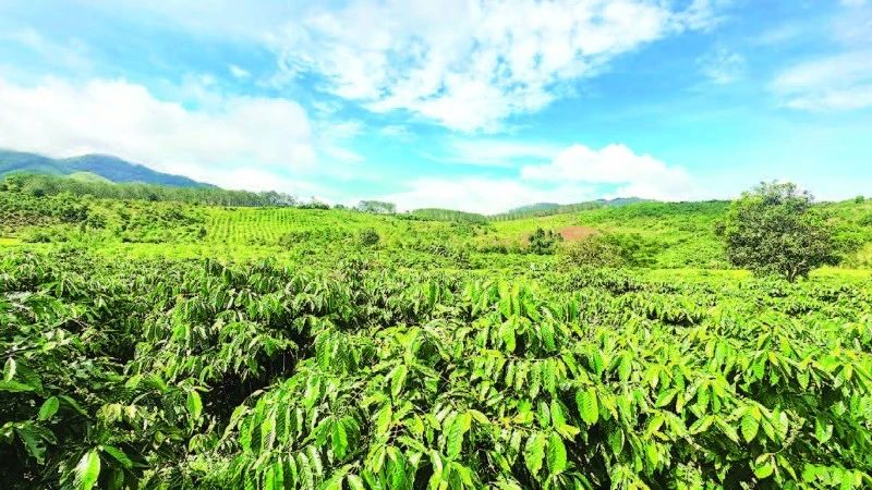 Năm 2026: Quảng Ng&atilde;i mở rộng th&ecirc;m gần 1.000 ha c&agrave; ph&ecirc; Arabica