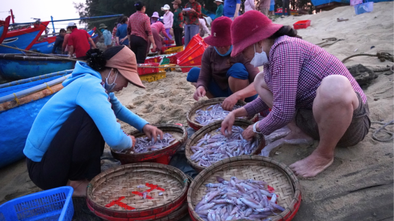 Chợ mực Cửa Lở tấp nập l&uacute;c rạng s&aacute;ng