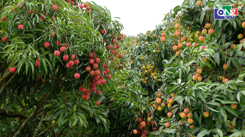 Sản lượng giảm mạnh, vải đầu vụ gi&aacute; từ 50.000 - 70.000 đồng/kg 