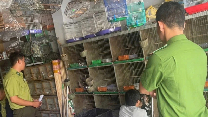 Quảng Ng&atilde;i ph&aacute;t hiện nhiều cơ sở nu&ocirc;i nhốt động vật hoang d&atilde; tr&aacute;i ph&eacute;p
