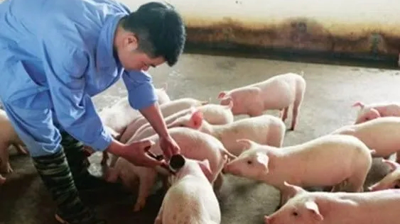 Đề xuất nhập khẩu vắc-xin khẩn cấp ph&ograve;ng lở mồm long m&oacute;ng tu&yacute;p SAT1 