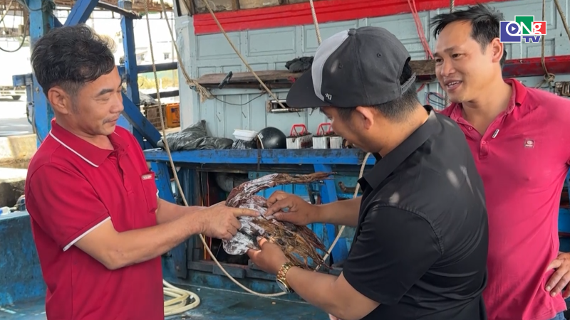 Mực x&agrave; được m&ugrave;a được gi&aacute;