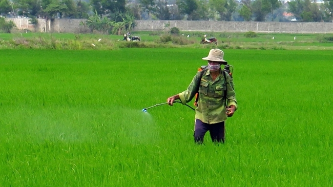 Chủ động ứng ph&oacute; s&acirc;u bệnh cuối vụ Đ&ocirc;ng Xu&acirc;n