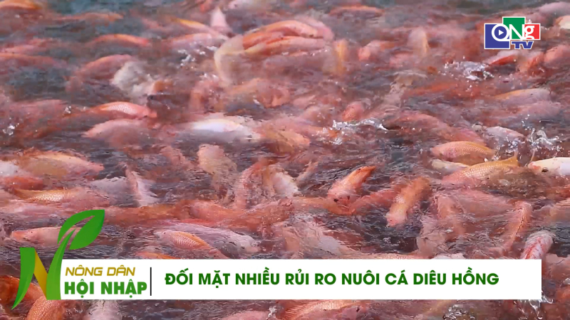 Nu&ocirc;i c&aacute; di&ecirc;u hồng kh&ocirc;ng lo đầu ra