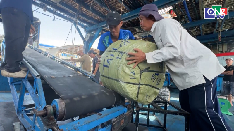 Ngư d&acirc;n Quảng Ng&atilde;i 'thắng lớn' nhờ mực x&agrave; chạm gi&aacute; kỷ lục