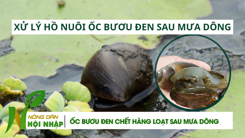 C&aacute;ch xử l&yacute; hồ nu&ocirc;i ốc bươu đen trước v&agrave; sau mưa d&ocirc;ng
