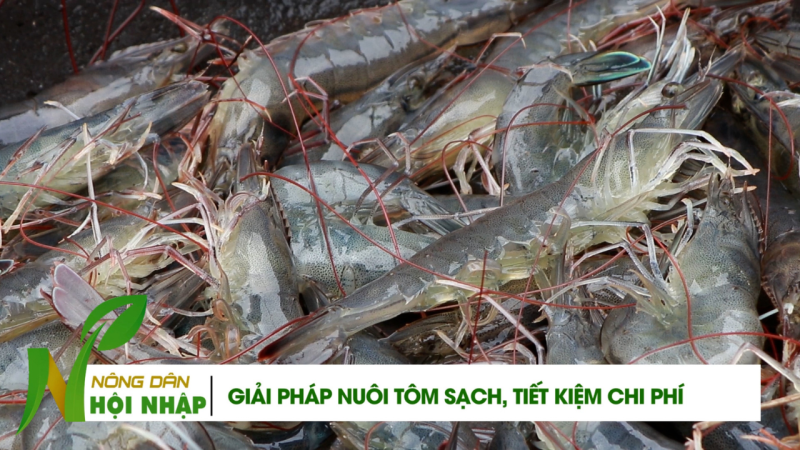 Nu&ocirc;i t&ocirc;m sạch, tiết kiệm chi ph&iacute; 