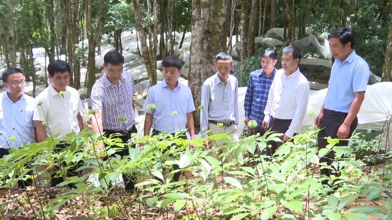 Kiểm tra ph&aacute;t triển s&acirc;m Ngọc Linh dưới t&aacute;n rừng