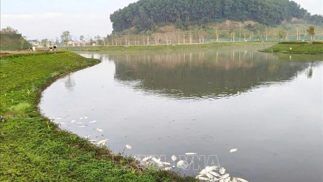 Khẩn trương xử l&yacute; lượng c&aacute; chết tại hồ sinh th&aacute;i Khu d&acirc;n cư 577