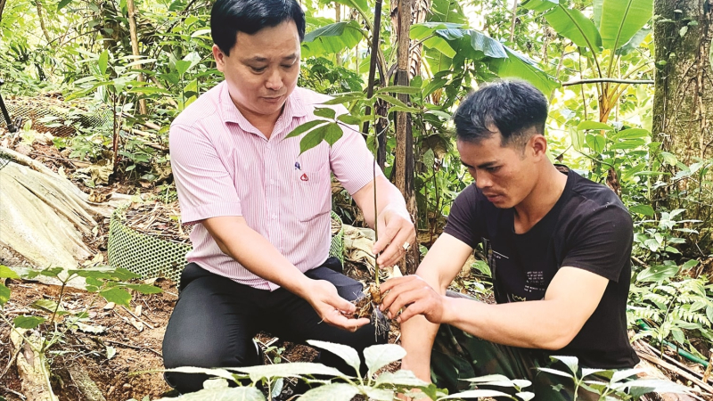 Măng Ri hướng tới &ldquo;thủ phủ&rdquo; dược liệu 