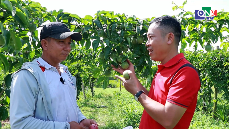 Trồng xen chanh d&acirc;y &ndash; đậu phộng th&iacute;ch ứng với biến đổi kh&iacute; hậu