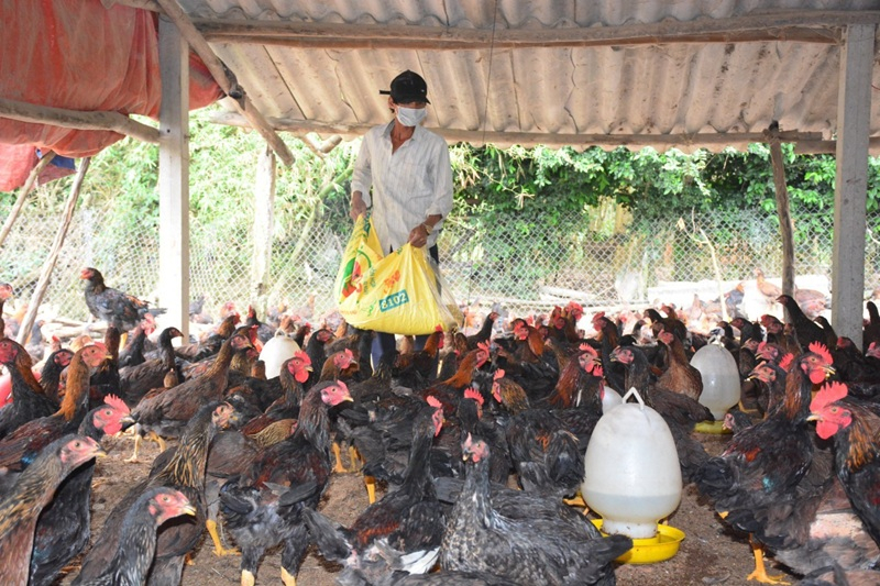 Chăn nuôi an toàn sinh học trở thành giải pháp quan trọng để phát triển chăn nuôi bền vững. Ảnh minh họa
