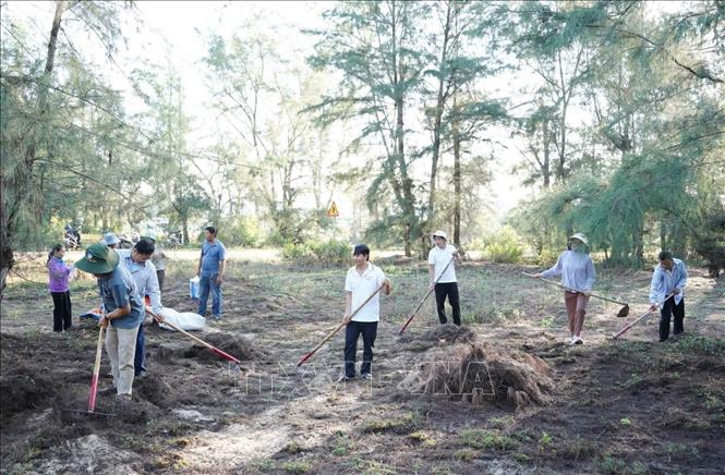 Ủy ban nhân dân xã Lân Phong đã huy động nhiều lực lượng thu gom thảm mục thực bì phòng chống cháy rừng phòng hộ ven biển. Ảnh: TTXVN