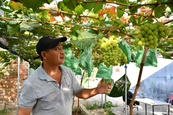 Từ một loại cây vốn được xem là khó trồng và chỉ phù hợp với một số vùng khí hậu nhất định, nho mẫu đơn đang cho thấy khả năng thích nghi tốt trên vùng đất Thọ Phong, tỉnh Quảng Ngãi.