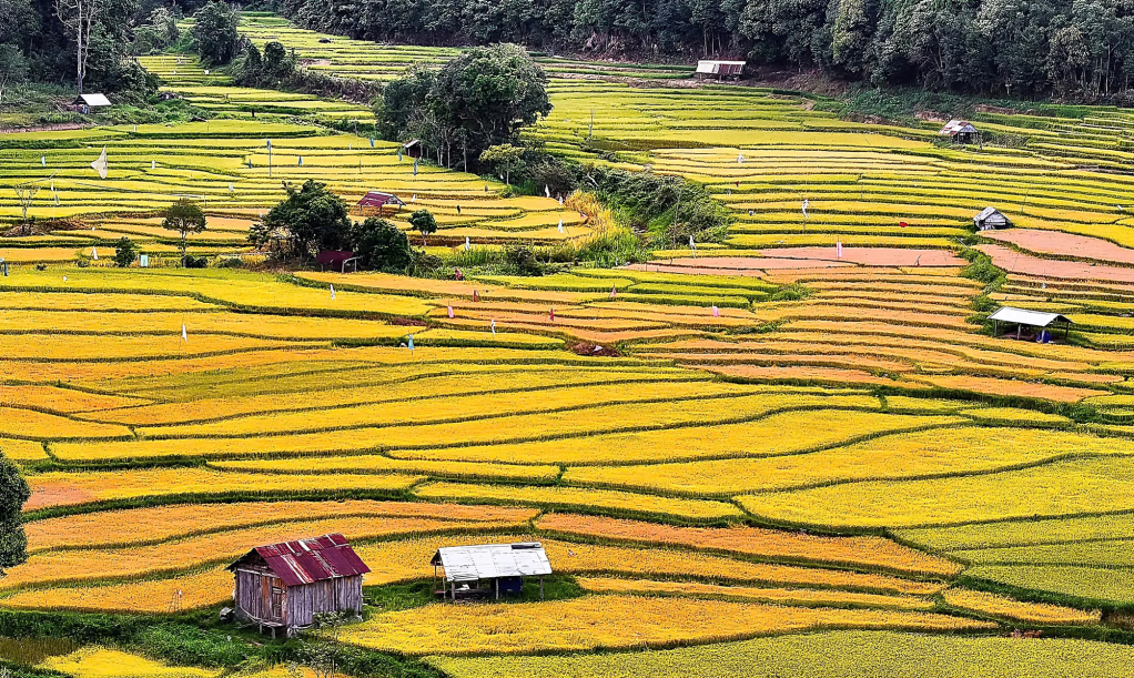 Những cánh đồng lúa rộng mênh mông. Ảnh: Vũ Thị Hồng Phương cung cấp
