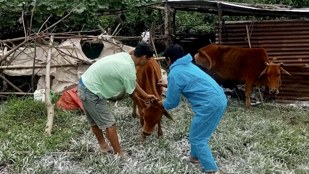 Quảng Ngãi tăng cường phòng, chống dịch bệnh trên đàn vật nuôi.
