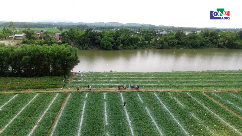 Theo dấu ch&acirc;n người trồng dưa B&igrave;nh Chương