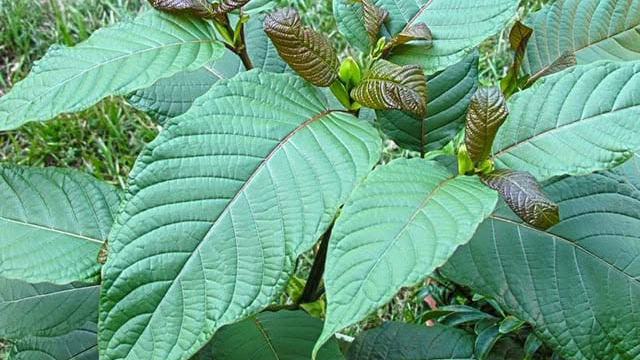 Cảnh b&aacute;o nguy cơ thẩm lậu l&aacute; Kratom từ l&agrave;o v&agrave;o Việt Nam