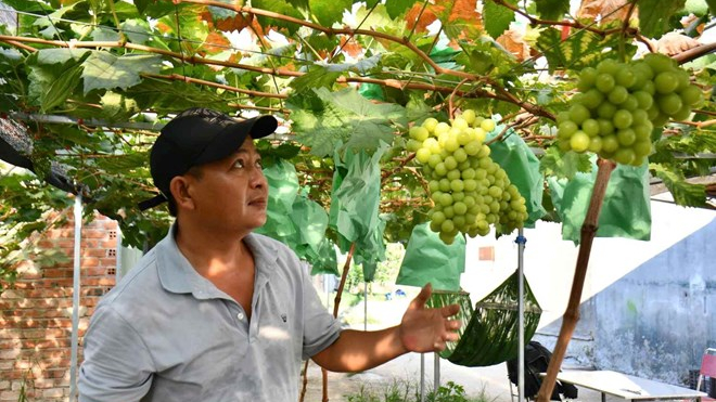 Nho mẫu đơn b&eacute;n duy&ecirc;n tr&ecirc;n v&ugrave;ng đất Thọ Phong, Quảng Ng&atilde;i