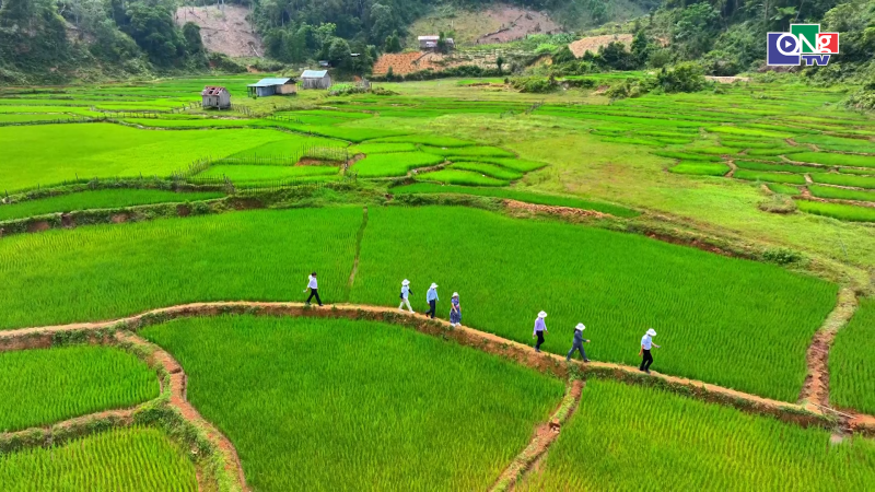 Chủ động bảo vệ c&acirc;y trồng trước nguy cơ s&acirc;u bệnh đầu vụ H&egrave; Thu 