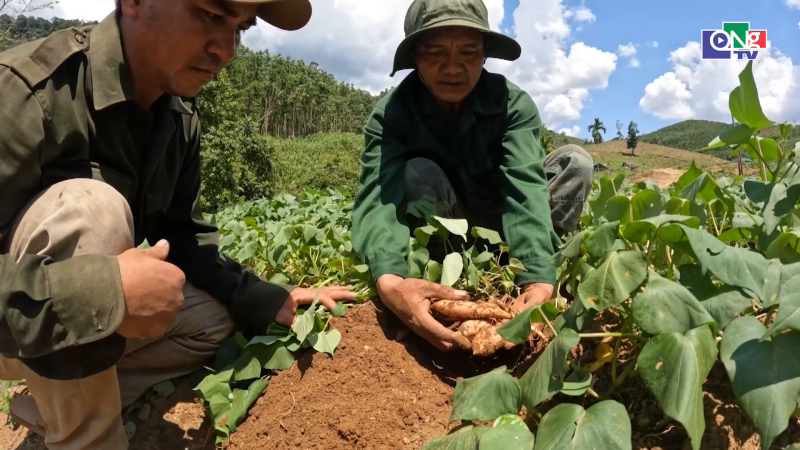 Mở rộng m&ocirc; h&igrave;nh trồng khoai lang Nhật ở Sơn T&acirc;y Thượng